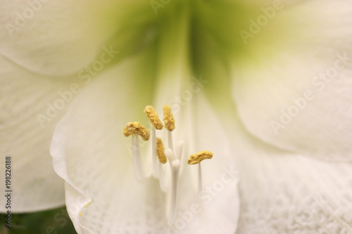 Delicate structure of lily flower macro shoot 