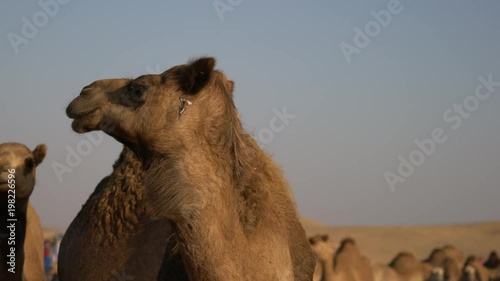 Close view of a camel