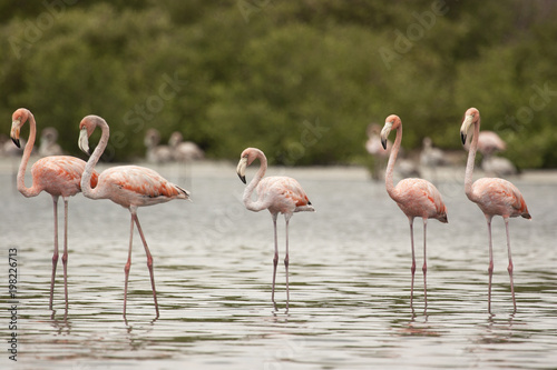 American flamingos birds standing at Unare Lagoon wetland Venezuela