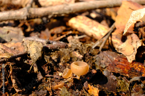Grzyb nadrzewny kubianka kotkowa (Ciboria amentacea)