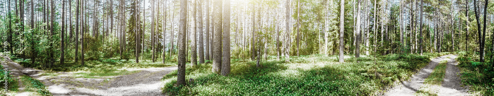 Beautiful wild forest Beautiful wild forest
