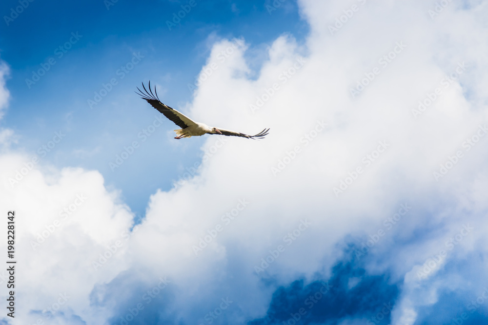 Fototapeta premium Flying stork in the blue sky