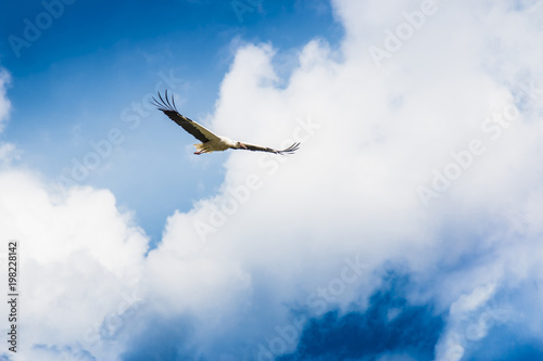 Flying stork in the blue sky © Sergey