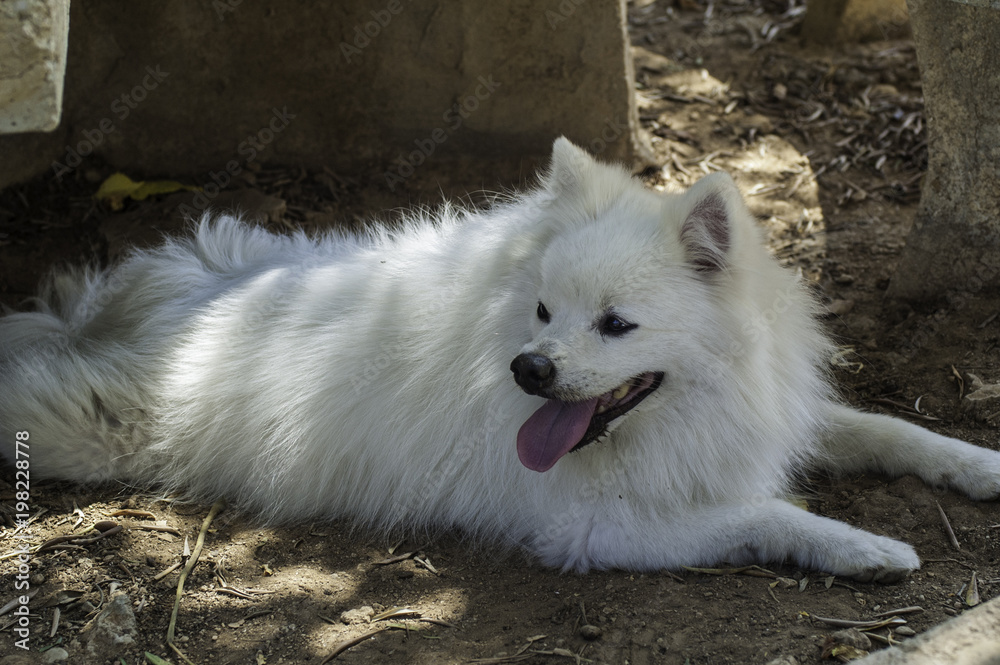 Obraz premium Spitz japones