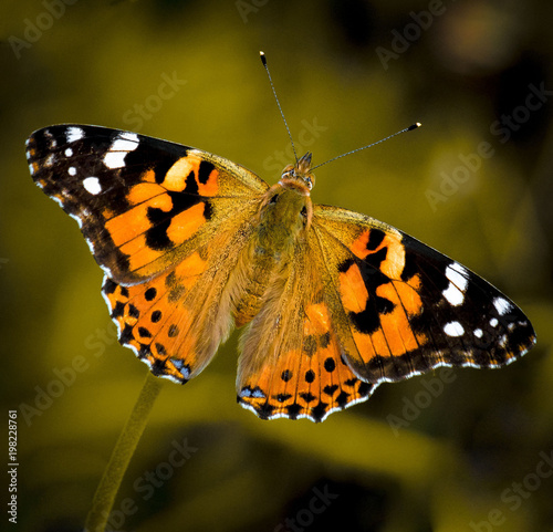 Painted Lady