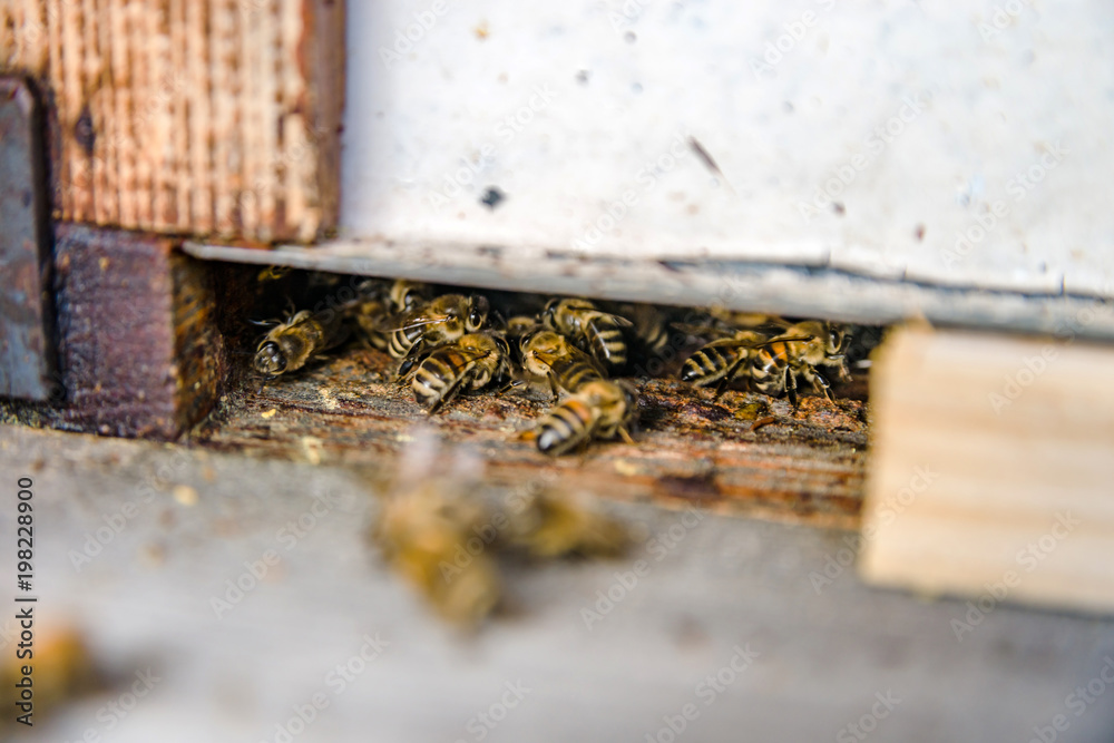 Close up of flying bees. Wooden beehive and bees. Close up of flying bees. Wooden beehive and bees.