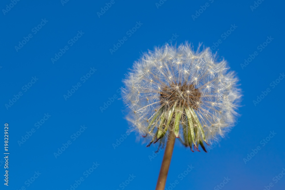 white fluffy dandelion on blue sky background