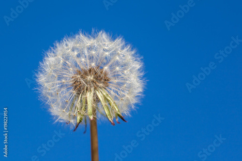 white fluffy dandelion on blue sky background