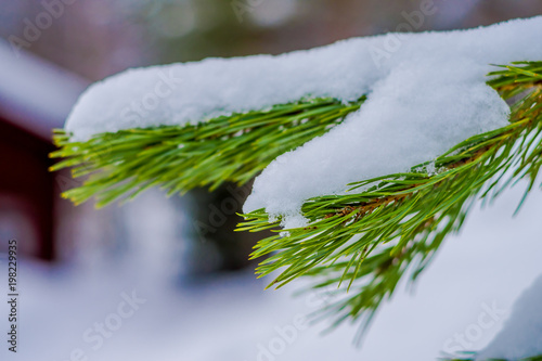 Close up of selective focus of green branches of pine covered with snow inside the pine forest in Norway photo