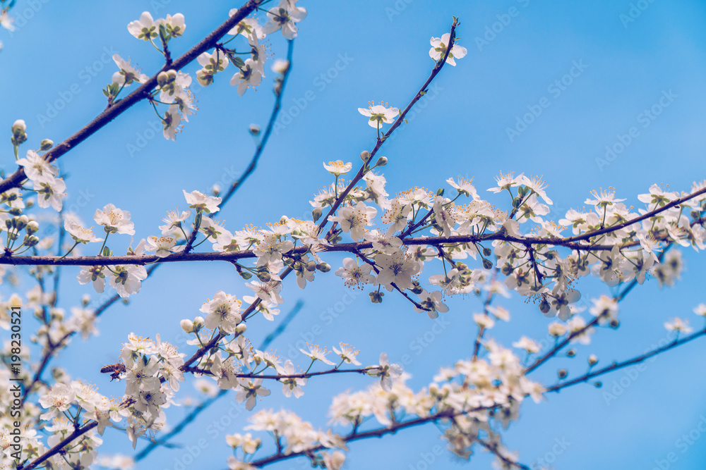 Fruit tree blossom