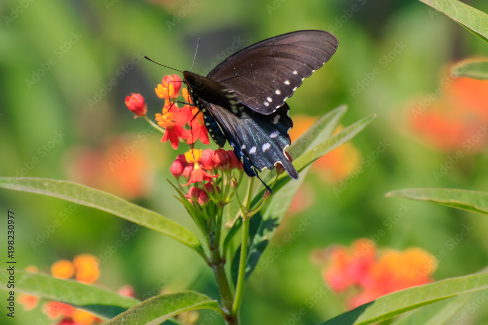 Fototapeta premium Pipevine Swallowtail Butterfly on Butterfly Weed