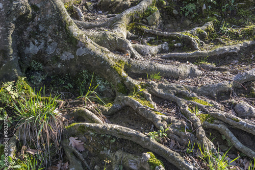 The root of the tree was bare on the slope of the mountain