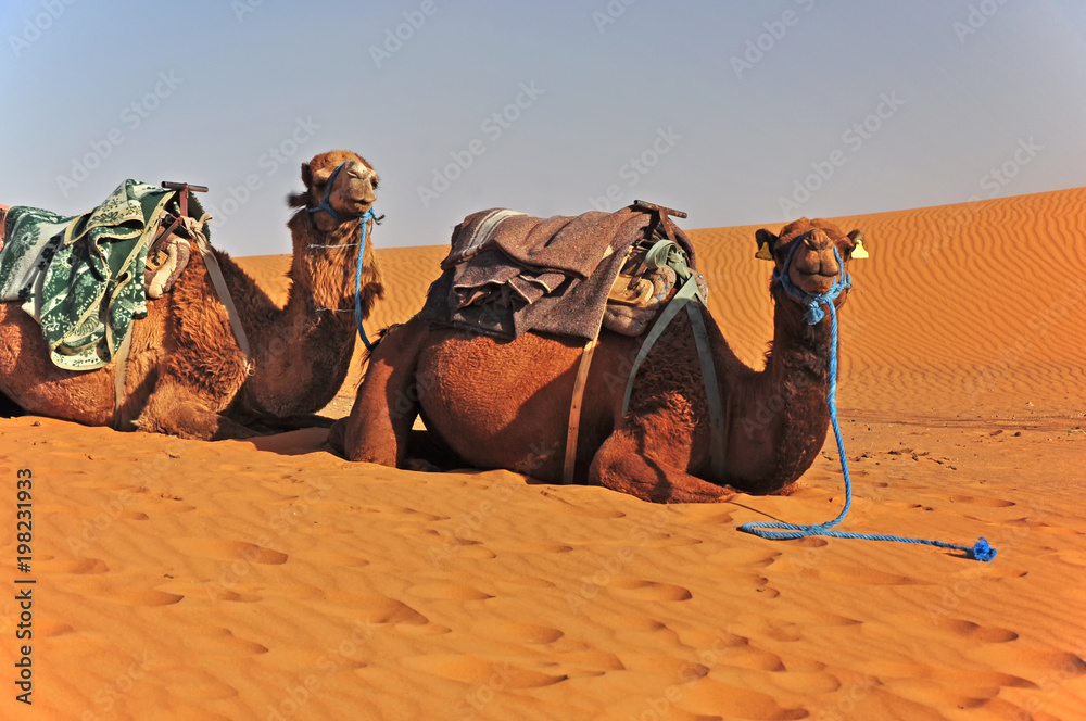 Fototapeta premium Two camels lying on the sand in the Sahara and waiting for tourists.Morocco, Africa.