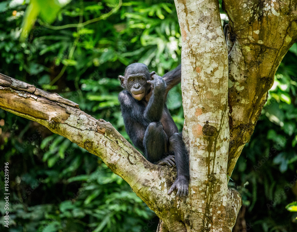 Obraz premium Bonobo on a tree in the background of a tropical forest. Democratic Republic of the Congo. Africa.