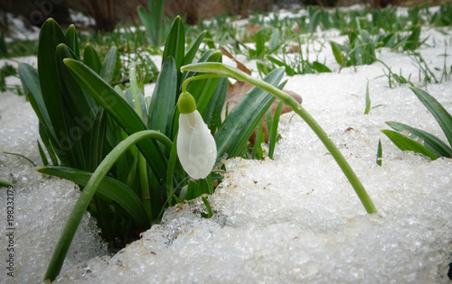 Galanthus elwesii (Elwes's snowdrop, greater snowdrop) photo