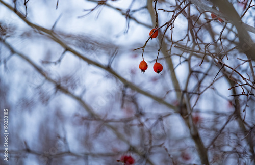 Rose hips in the winter closeup at sunset