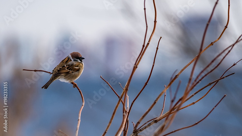 Sparrow on a branch close up in winter photo