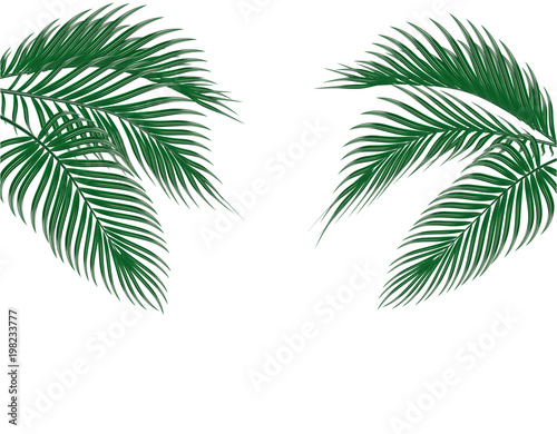 Different in form tropical dark green palm leaves on both sides. Isolated on white background. illustration