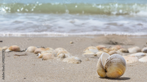 shell by the sea © dvoinik