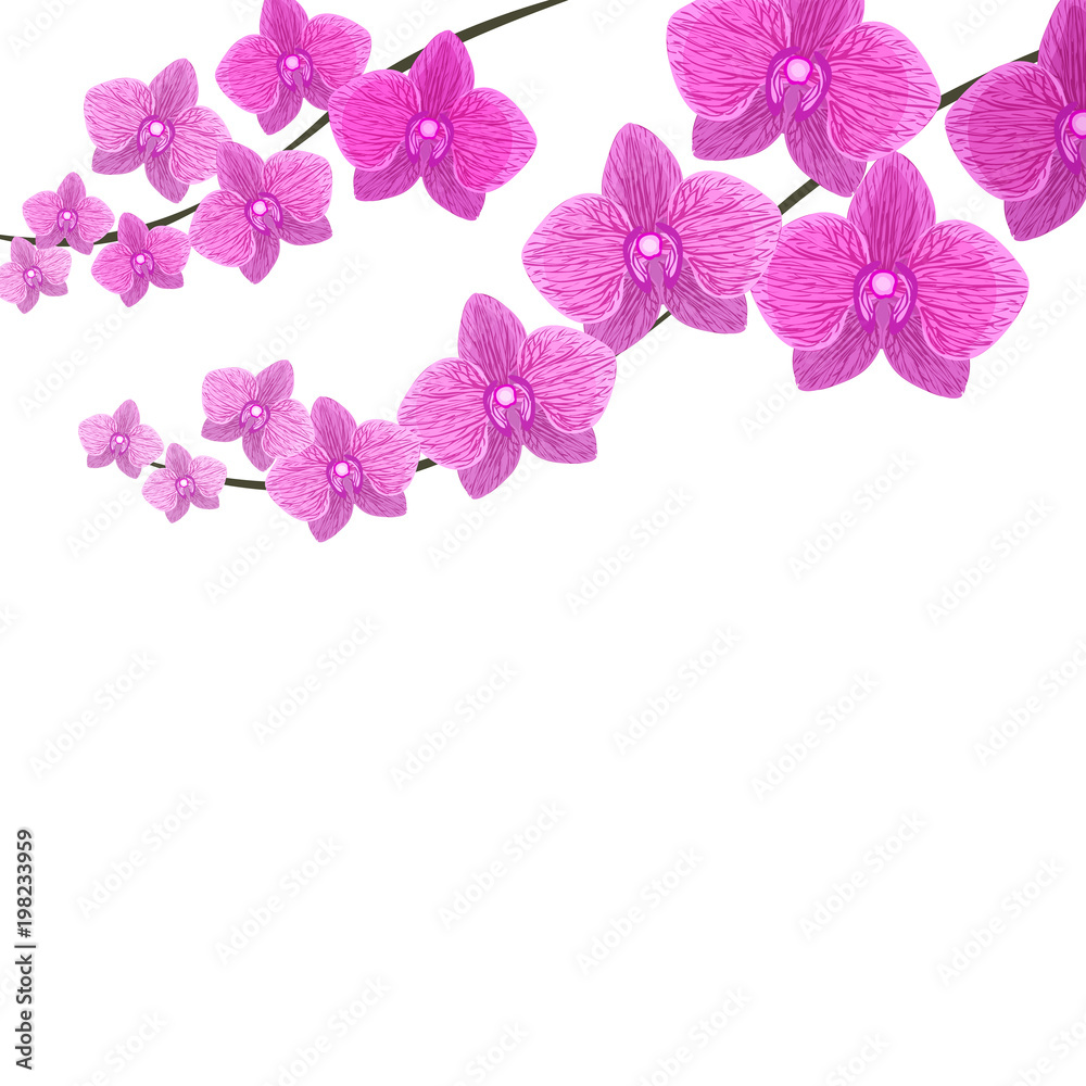 Orchids. Two branches of beautiful violet realistic flowers. Isolated on white background. illustration Orchids. Two branches of beautiful violet realistic flowers. Isolated on white background. illustration