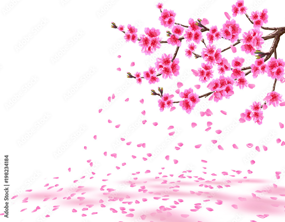 Sakura. A lush cherry branch with purple flowers loses petals. Isolated on white background. illustration