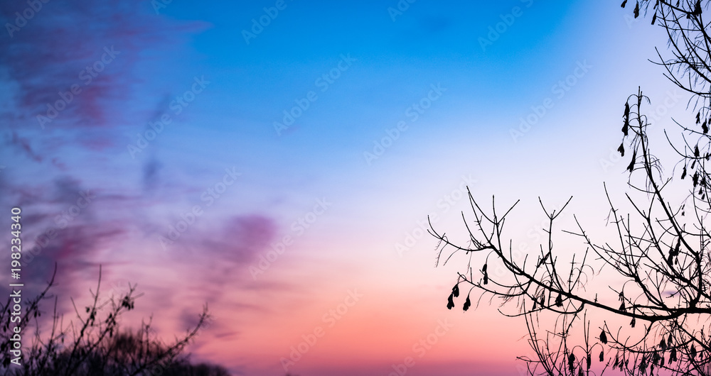 Fototapeta premium Red clouds at sunset through branches on a blue sky