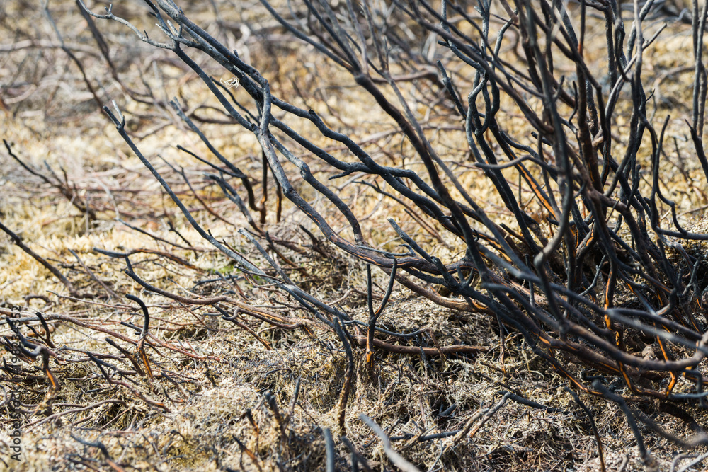 Verbranntes Buschland nach einem Waldbrand Verbranntes Buschland nach einem Waldbrand