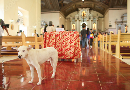 Parishioners in the Catholic Church in the Philippines after the prayer. Inside, the dog accidentally entered the temple. photo