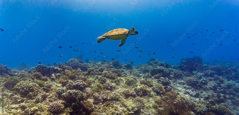 Fototapeta premium Sea turtle and many fish at beautiful tropical reef under water