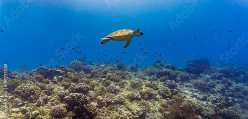 Sea turtle and many fish at beautiful tropical reef under water