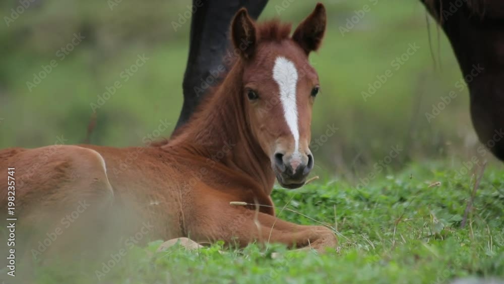 The Foal Lies On The Meadow And Looking At The Camera The Foal Lies On The Meadow And Looking At The Camera