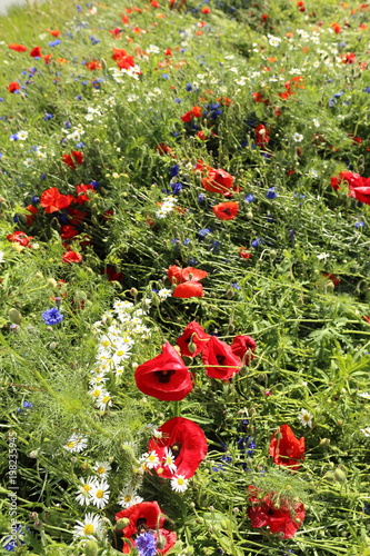 Wild flower meadow with poppies and Cornflowers photo