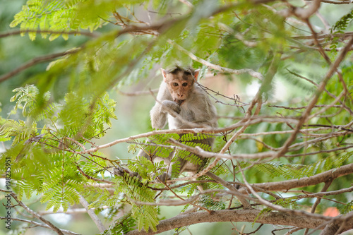 Eating monkey sits on the tree