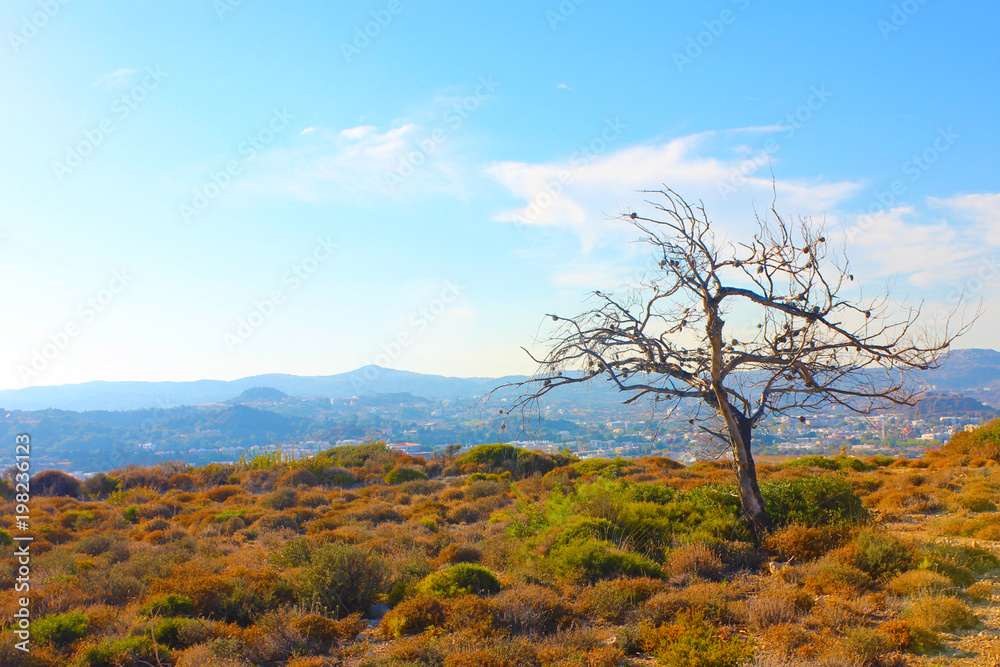 dry tree against the background of mountains and sky