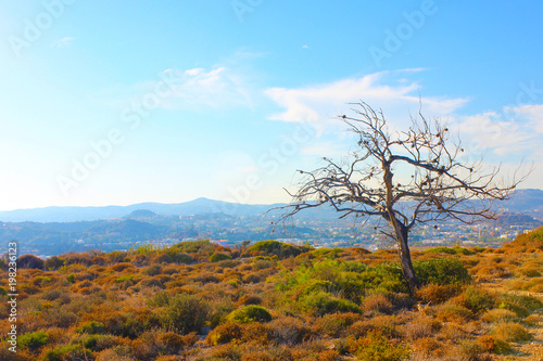 dry tree against the background of mountains and sky