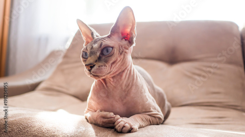 Portrait of a sphinx cat lying on the couch.