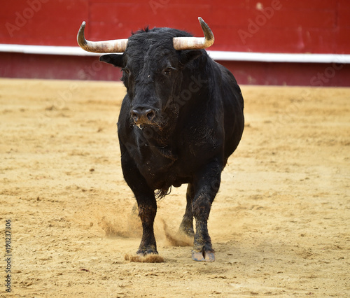 toro español