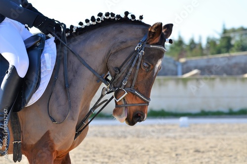 Dressage 