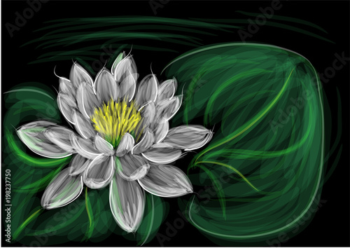 water lily with leaf