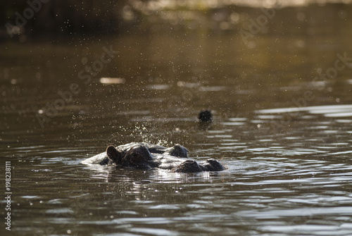 Hippopotamus on the surface , Kruger National Park , Africa © foto4440
