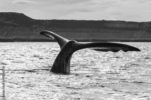 Southern Right Whale tail, Patagonia, Argentina