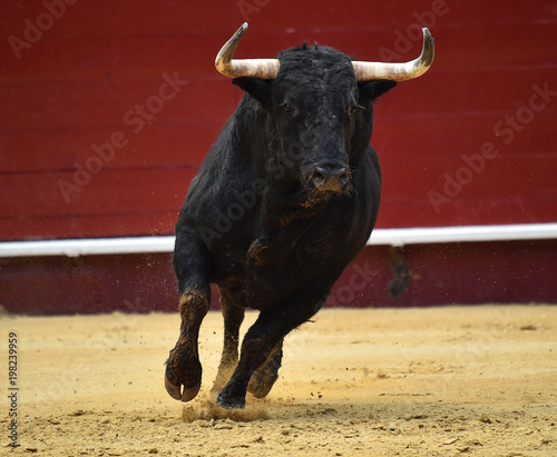 corrida de toros en españa