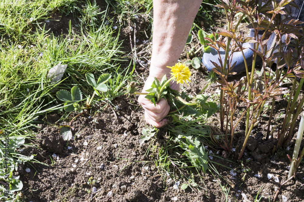 Female Hands Pull Out Weeds From Ground Garden. Weeding Weeds. Struggle