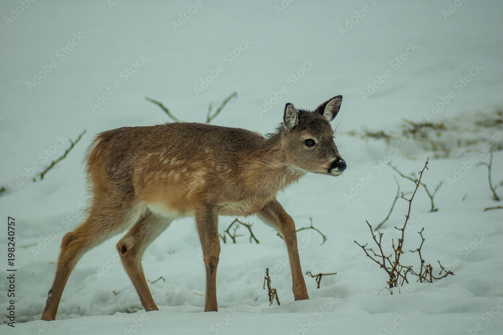 Fawn in Snow Fawn in Snow