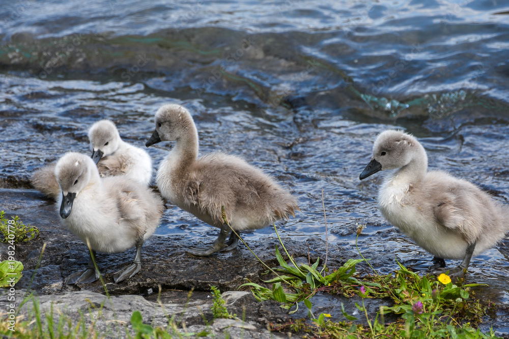 Fototapeta premium Junge Schwäne am See im Frühling Tierkinder Vogelkinder