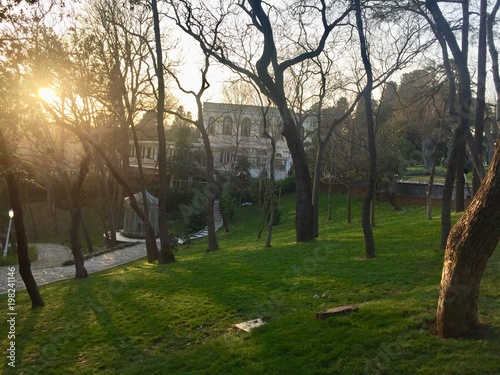 Trees in public park in Istanbul