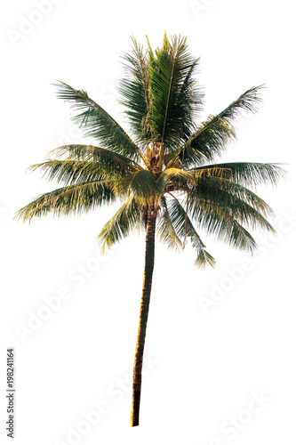 Coconut tree on white background (isolated on white and clipping path)