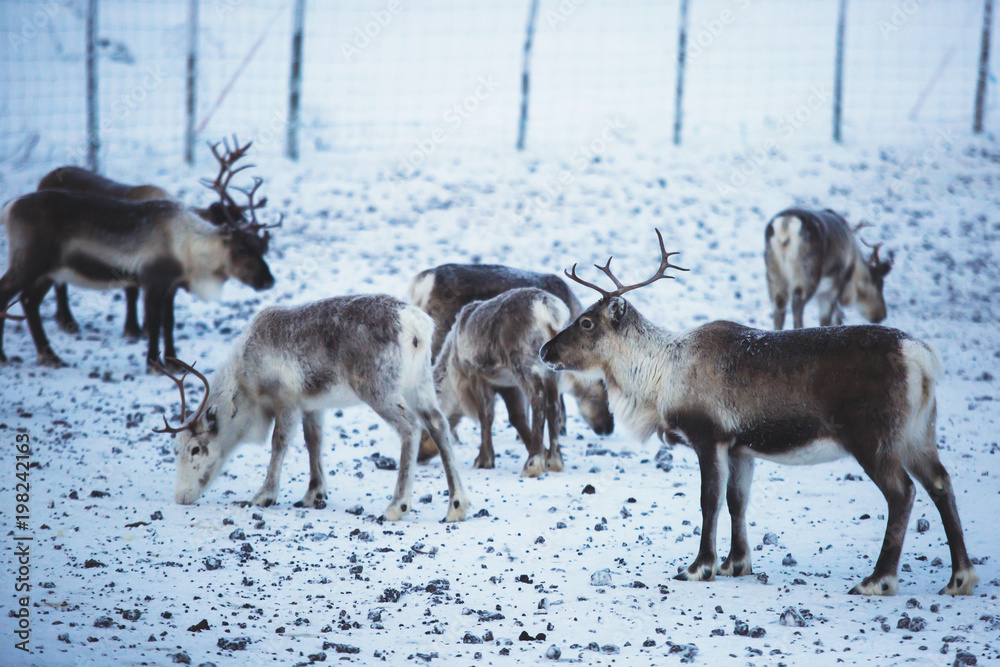 Group herd of caribou reindeers pasturing in snowy landscape, Northern Sweden near Norway border, Lapland