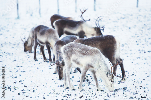 Group herd of caribou reindeers pasturing in snowy landscape, Northern Sweden near Norway border, Lapland