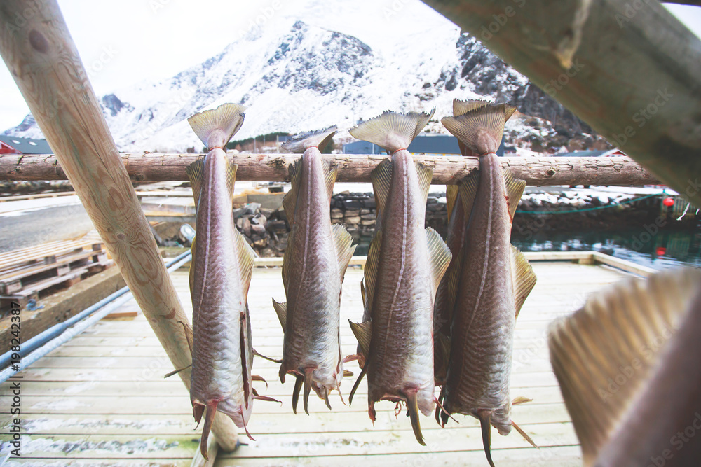 Stockfish (cod), process of stockfish cod drying during winter time on